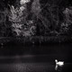 from ugly duckling…