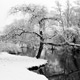 snow tree