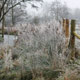 frozen