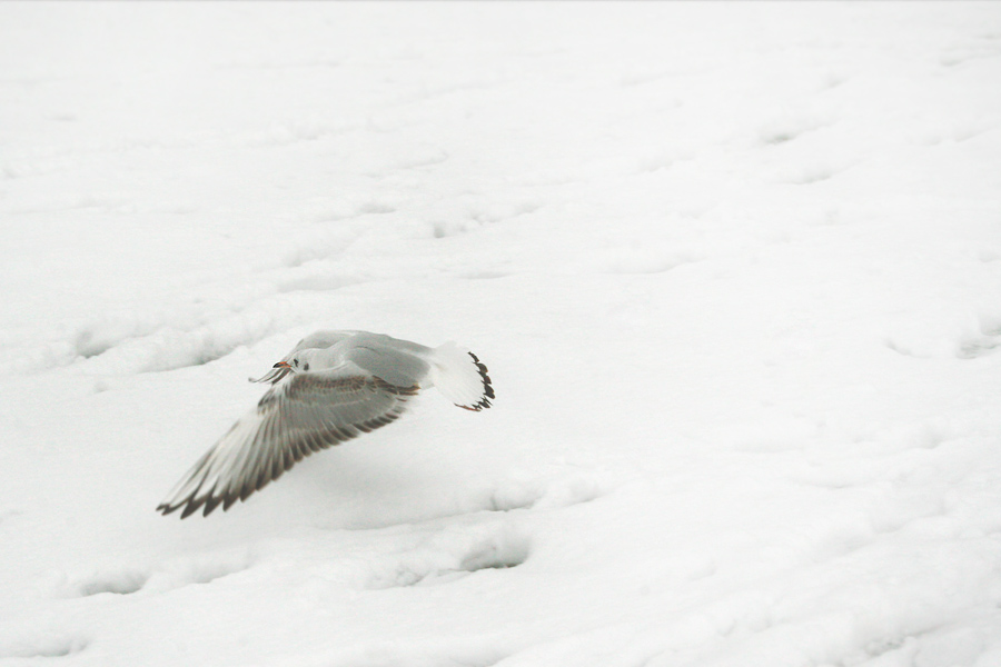 seagull_over_snow