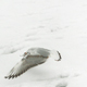 seagull over snow