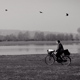 migration