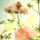dusty rose