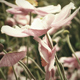 delicate