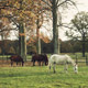 Blenheim Horses