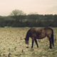 Frosty fields