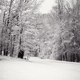 Winter woods