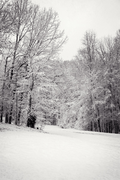 snowed-trees