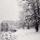 Winter pond