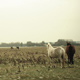 Oxford Horses