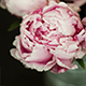Peonies