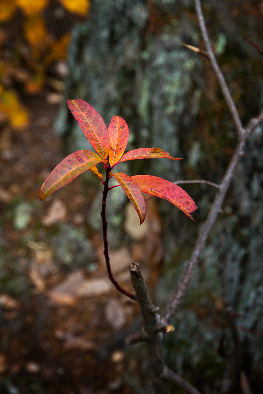 hike-plant