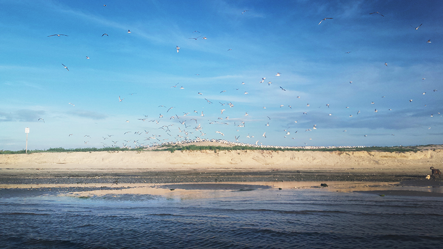 beach-gulls