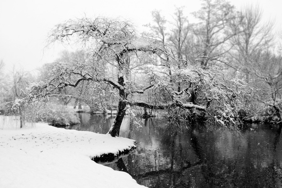 snow tree