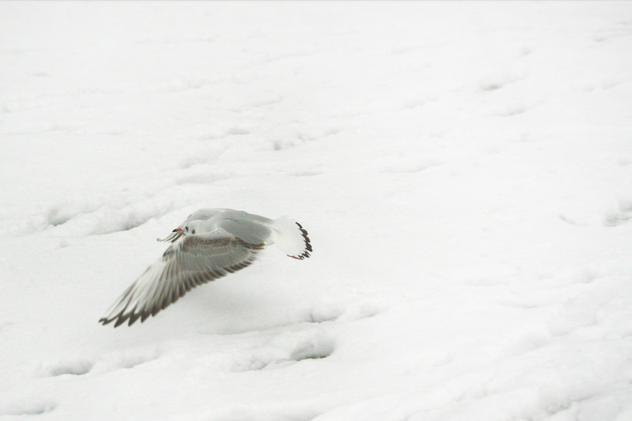 seagull over snow